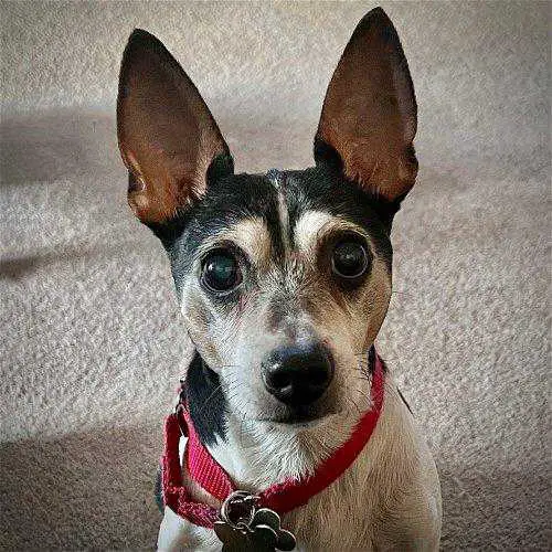Do Rat Terriers Love Their Owners 10 Signs they Love You Pet Norms