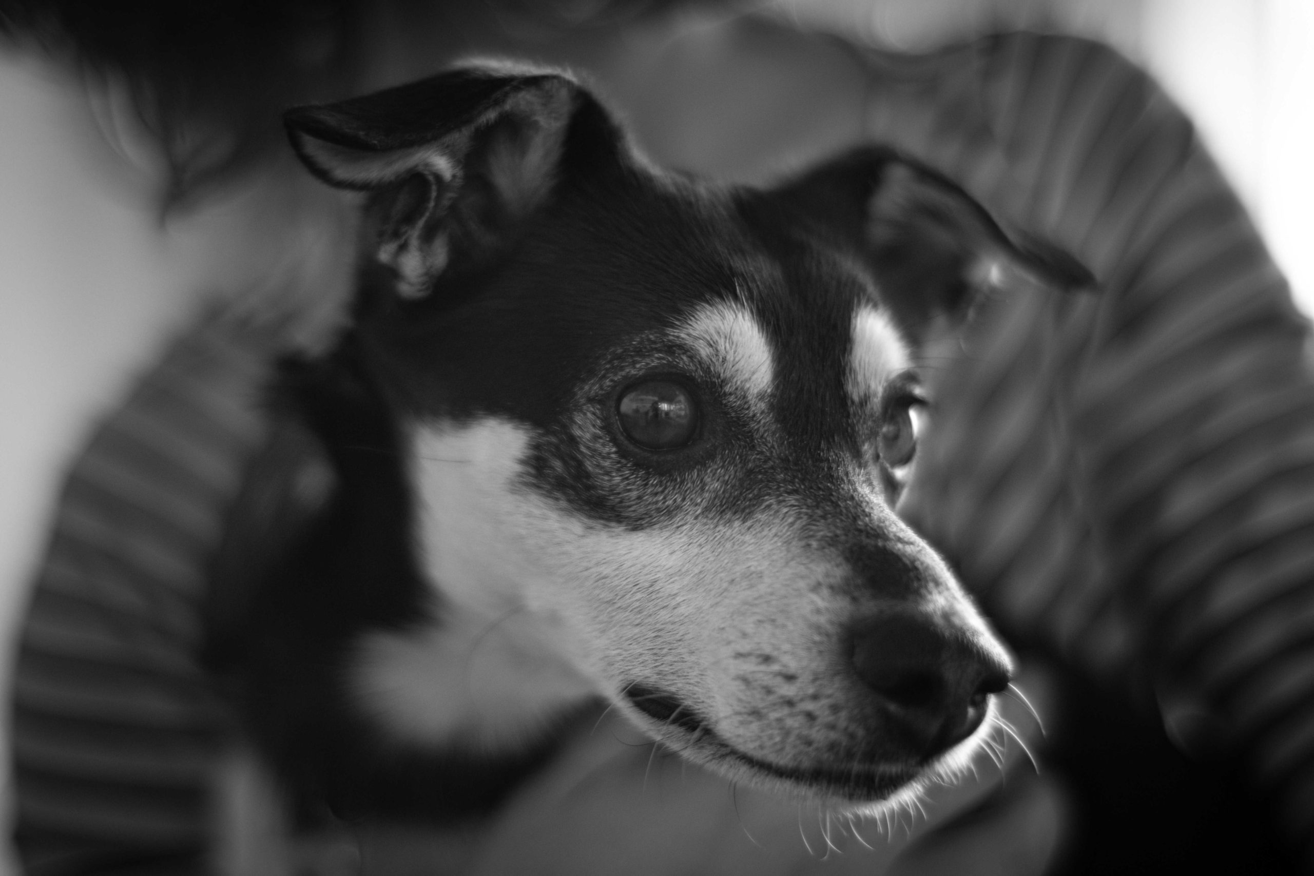 11 Reasons Rat Terriers Like To Cuddle - Pet Norms