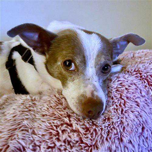 Are Rat Terriers Good House Dogs 10 Benefits Of Owning A Rat Terrier