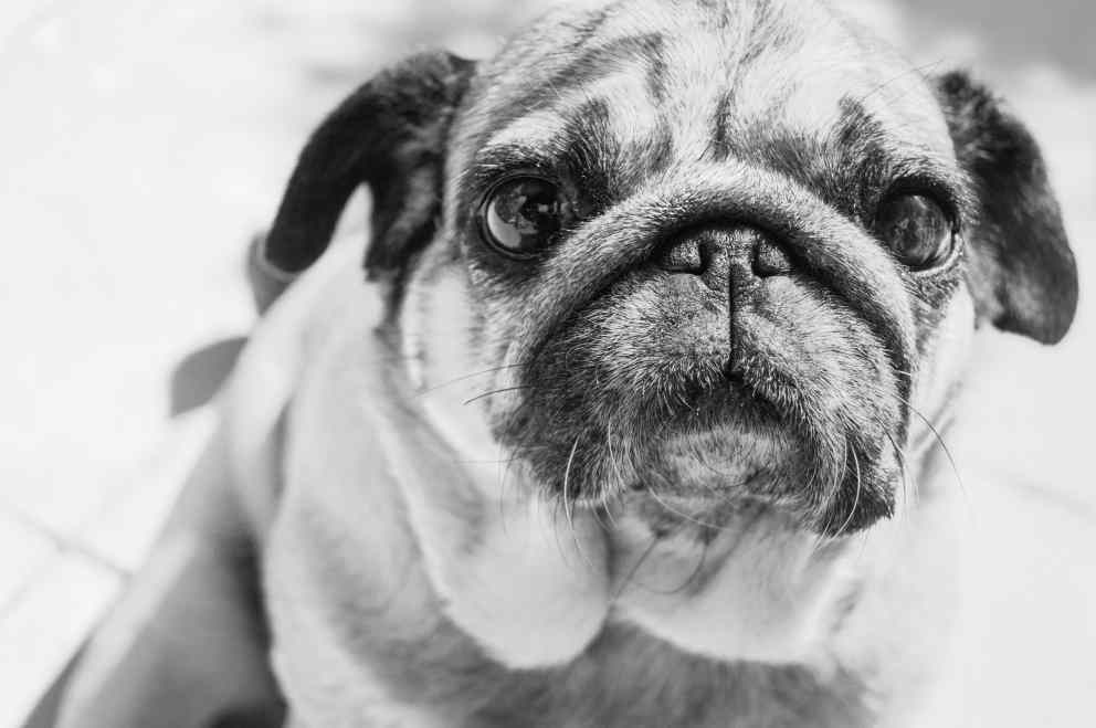 Are Pugs Dangerous 16 Reasons Why They May Or May Not Pet Norms