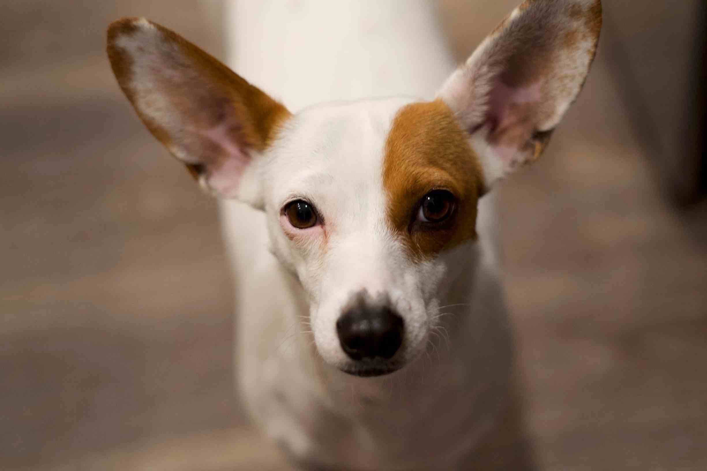 are rat terriers destructive