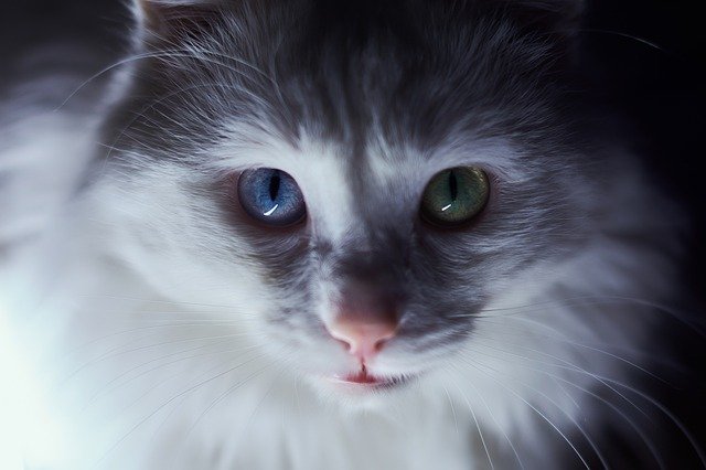 Are Turkish Angora Cats Friendly: 13 Reasons Why They Are - Pet Norms