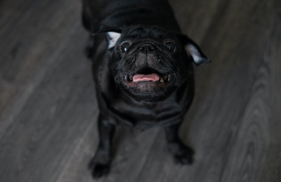 How To Get Pug To Stop Barking: A Step-by-Step Guide - Pet Norms
