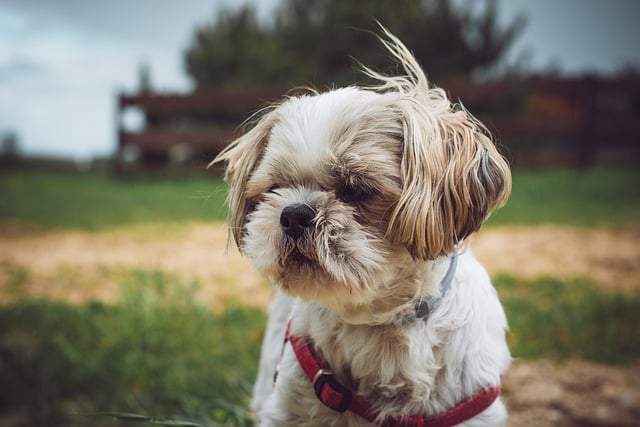 How Long Do Shih Tzus Live: Practical Tips to Maximize Their Lifespan ...