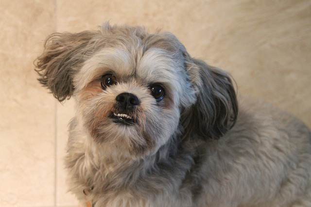 Are Shih Tzus Aggressive: 9 Reasons They May, Signs & Fix - Pet Norms
