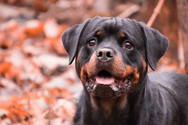 Why Do Rottweilers Rumble 15 Common Reasons Why Rottweilers Growl So Much & Tips - Pet Norms