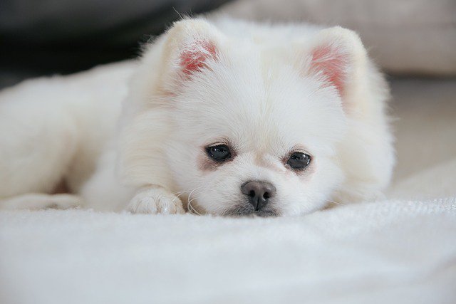 View of 10 Medicine For Separation Anxiety In Dogs And Side Effects - Pet Norms