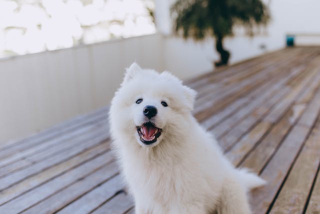 Why Do Samoyeds Cry So Much: 9 Most Common Reasons & Tips - Pet Norms