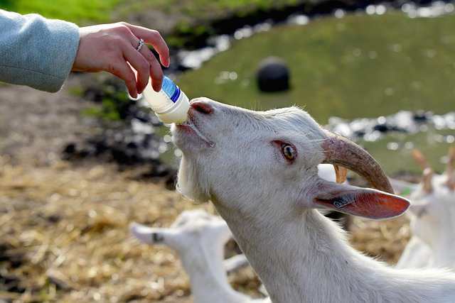 Curated visual reference: Can Cats Have Goats Milk 10 Nutritional Benefits And More Photo Inspiration