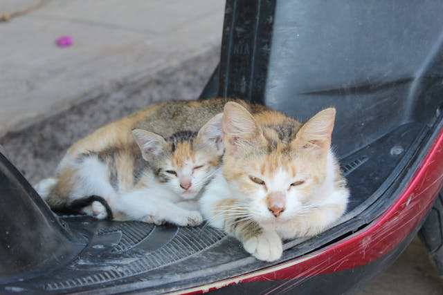 Can You Take Animals on a Plane? A Guide to Traveling with Pets and ...