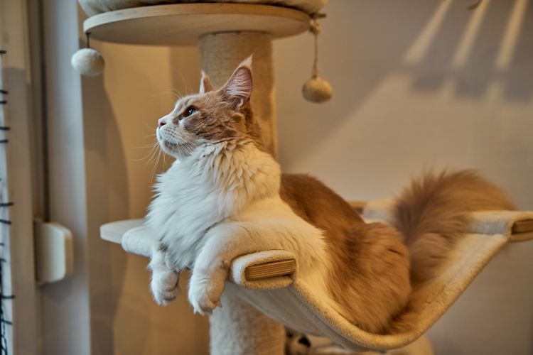 10 Effective Techniques On How To Train Cat Not To Jump On Counters ...