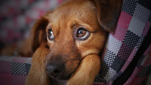Sudden Cloudy Eyes In Dogs: 10 Causes, Symptoms, Treatment & Prevention ...