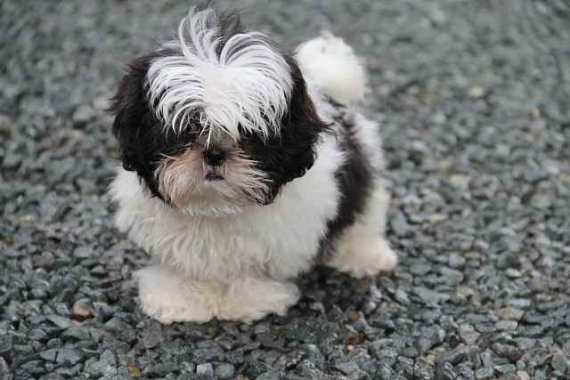 Imperial Shih Tzu Life Span: Average Life Span & Factors Affecting 