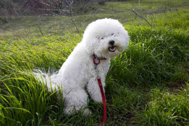 Potty Training A Puppy How Long Does It Take