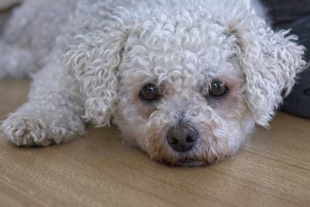 Dog With Static Hair: Causes, It Effects, Prevention & Treatment - Pet ...