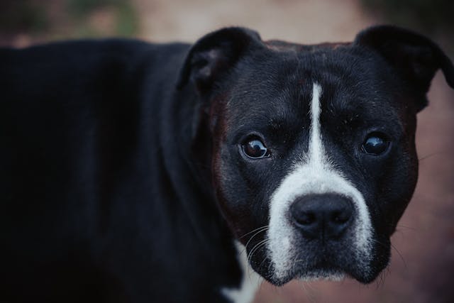 Bull Terrier Rescue: A Lifeline For Our Beloved Companions - Pet Norms