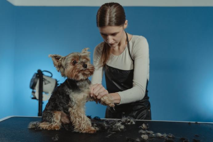 The Ultimate Dog Nail Trimming Guide: Keep Your Pup's Paws Healthy ...